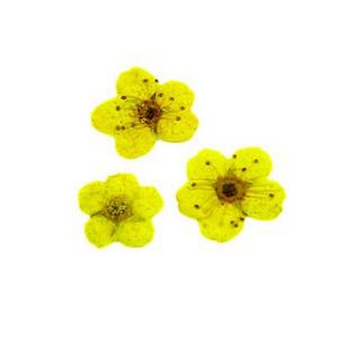 Fiorellini secchi petali giallo