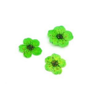 Fiorellini secchi petali verde smeraldo