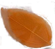 Fiorellini secchi foglia retina arancio
