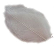 Fiorellini secchi foglia retina bianco