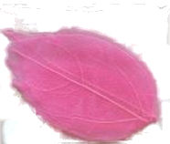 Fiorellini secchi foglia retina rosa