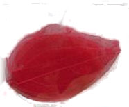 Fiorellini secchi foglia retina rosso