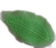Fiorellini secchi foglia retina verde